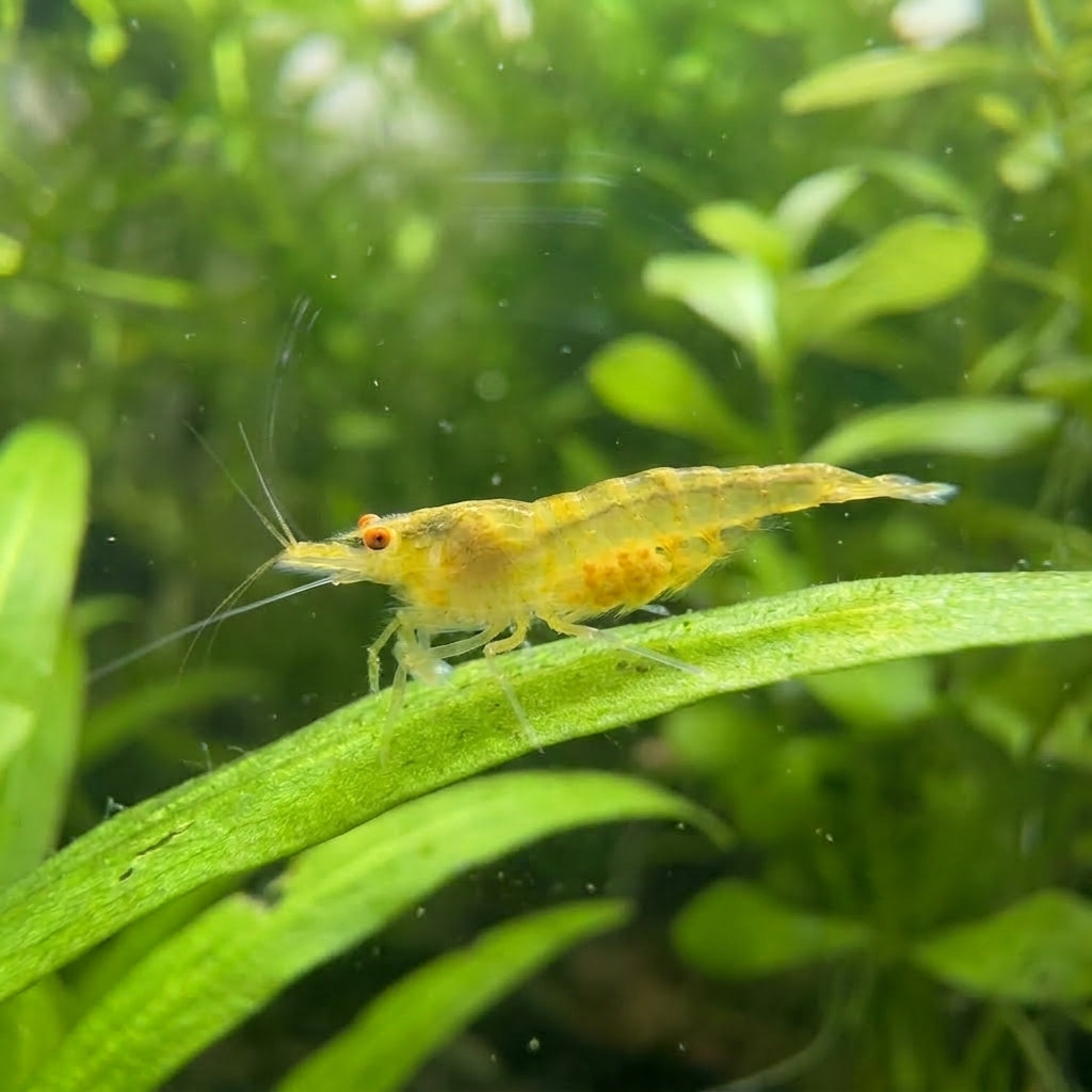 Golden Tiger OE / Orange Eyes Tigergarnele (Caridina sp.) von Finn &amp; Reef