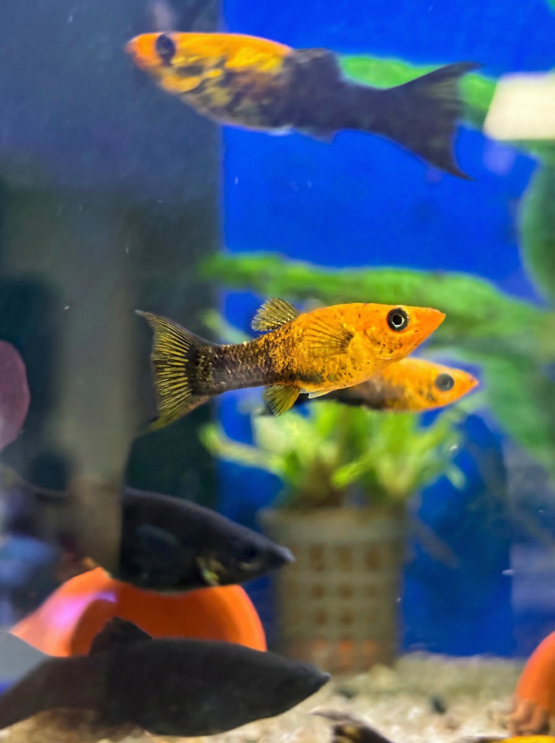 Goldstaub-Molly (Poecilia sphenops) von Finn &amp; Reef