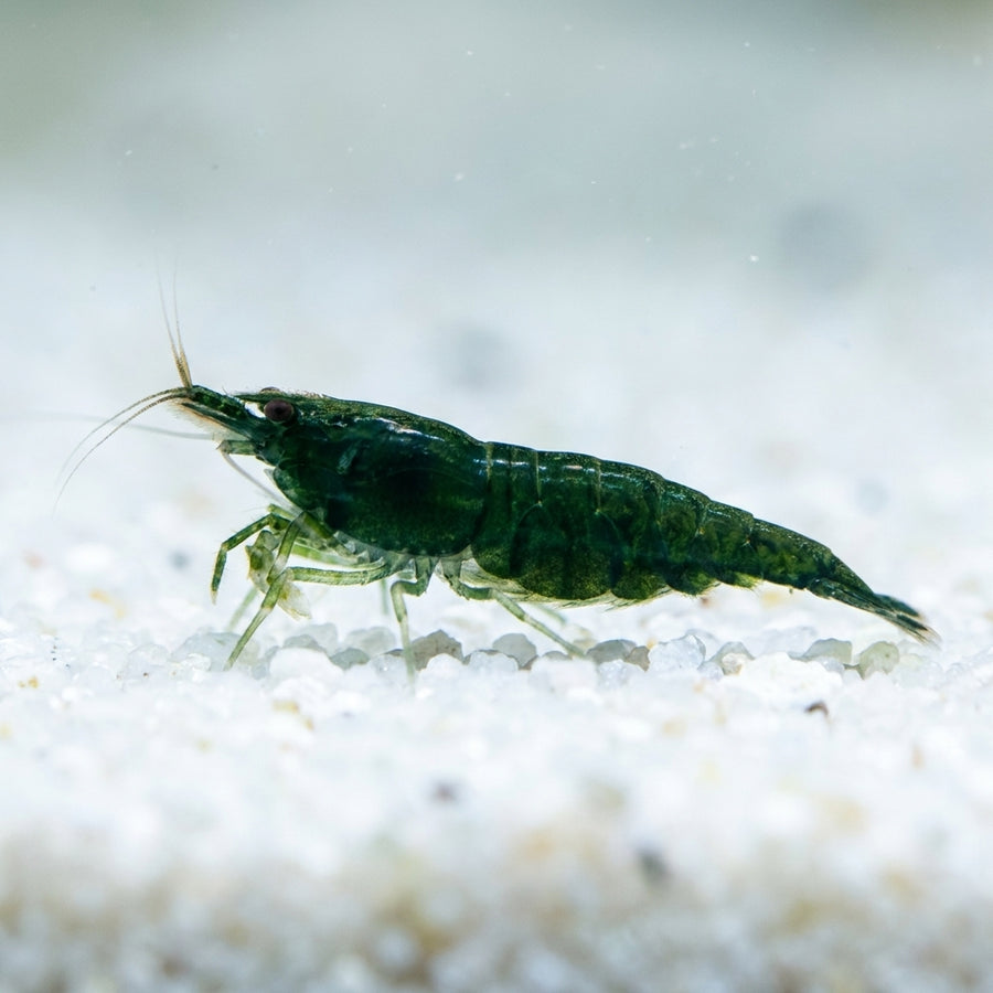 Green Jade - Neocaridina davidi (DNZ) von Finn & Reef