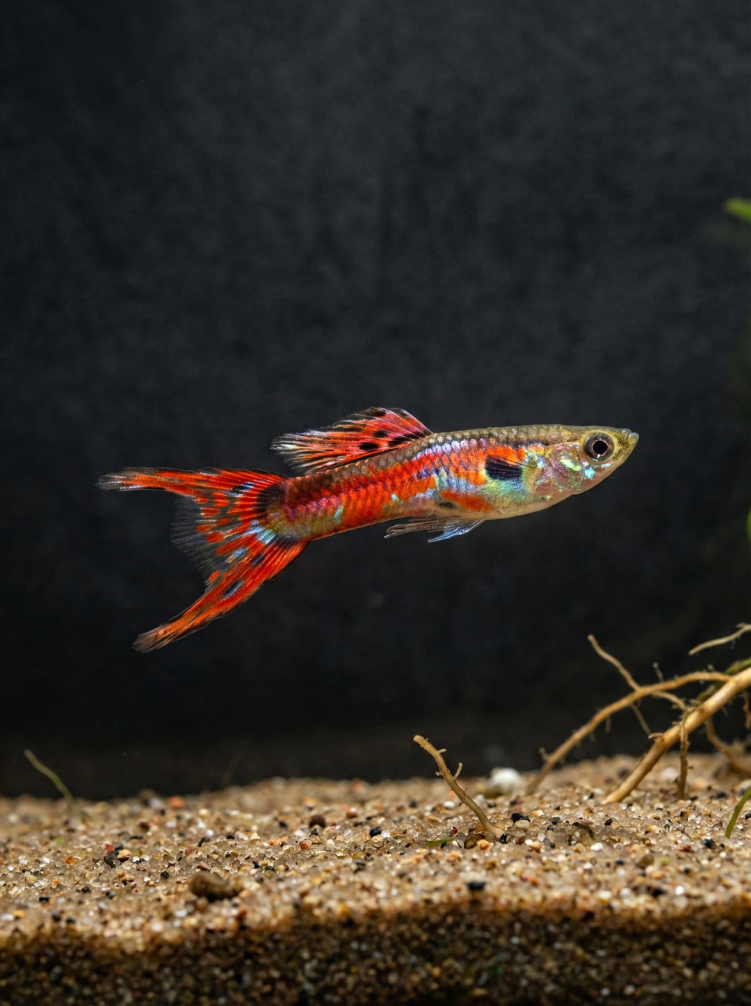 Guppy Endler Mix (Poecilia wingei) von Finn &amp; Reef