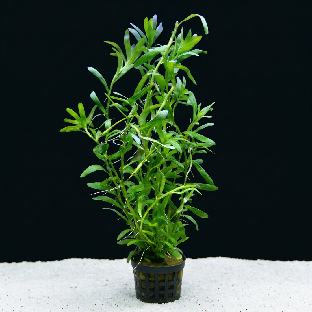 Heteranthera zosterifolia, Sternlauch – im Töpfchen von Finn &amp; Reef