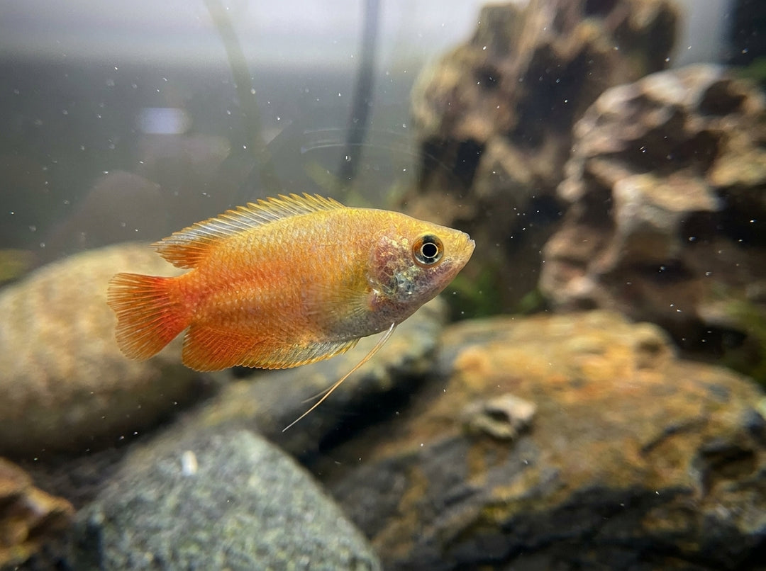 Honiggurami Flamme (Trichogaster chuna "Flamme") von Finn &amp; Reef
