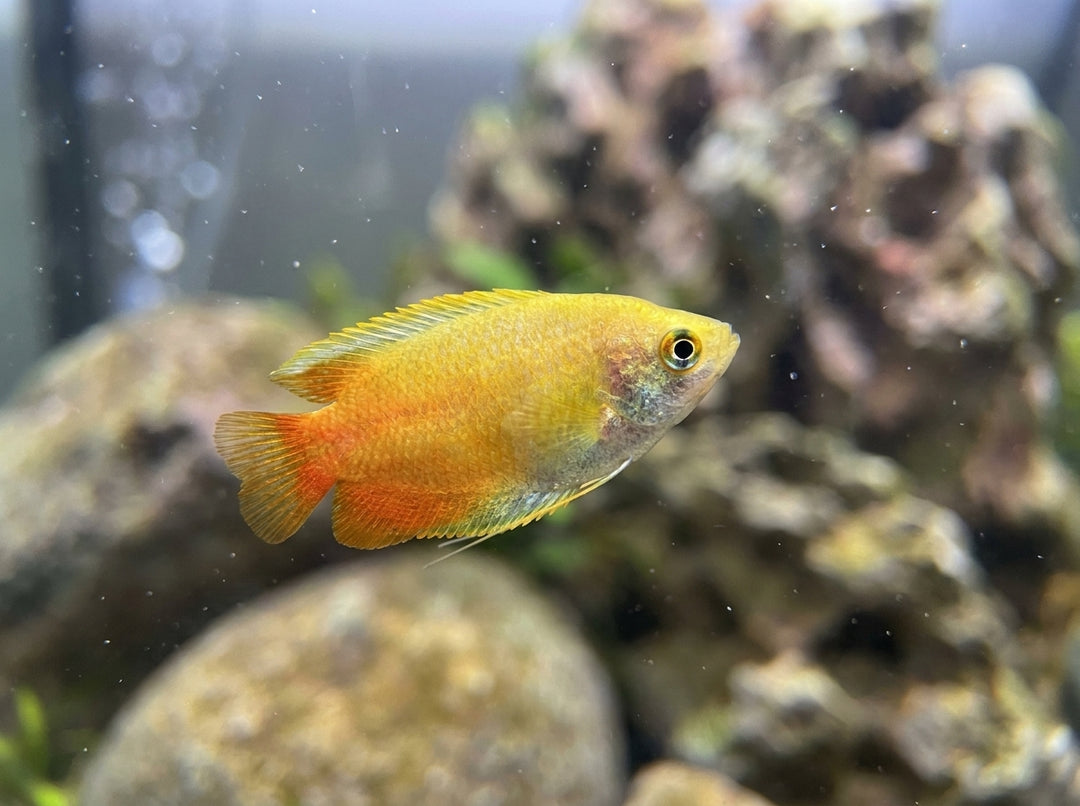 Honiggurami Gold (Trichogaster chuna "Gold") von Finn &amp; Reef