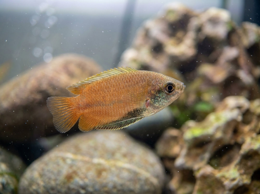 Honiggurami (Trichogaster chuna) von Finn &amp; Reef
