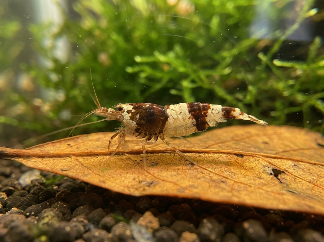 Hummelgarnele - Caridina sp. (DNZ) von Finn &amp; Reef