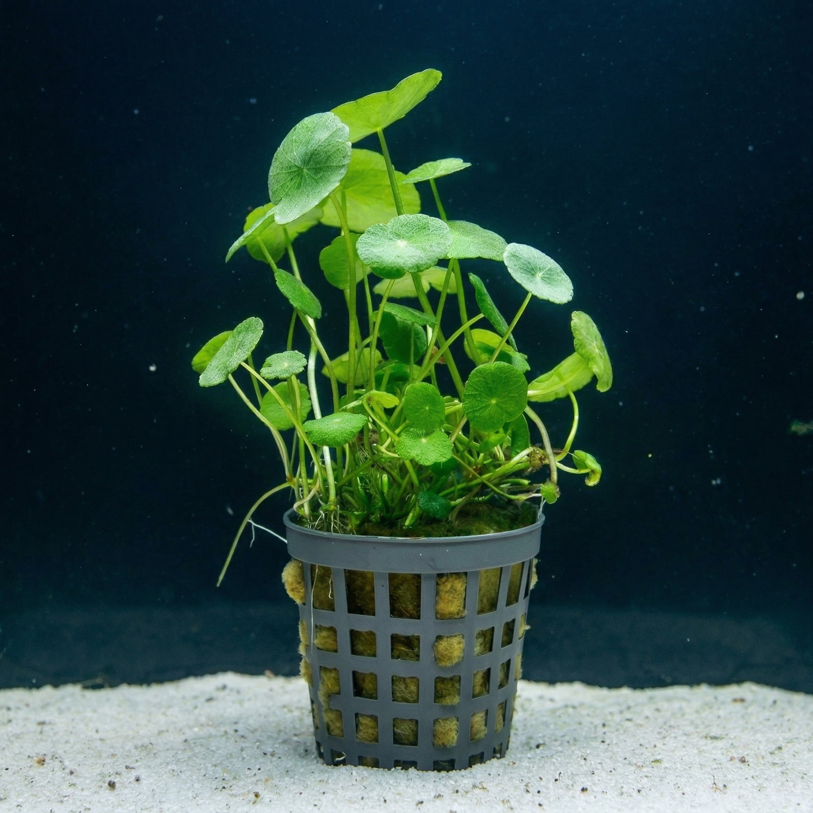 Hydrocotyle verticillata, Schirmblatt – im Töpfchen von Finn & Reef
