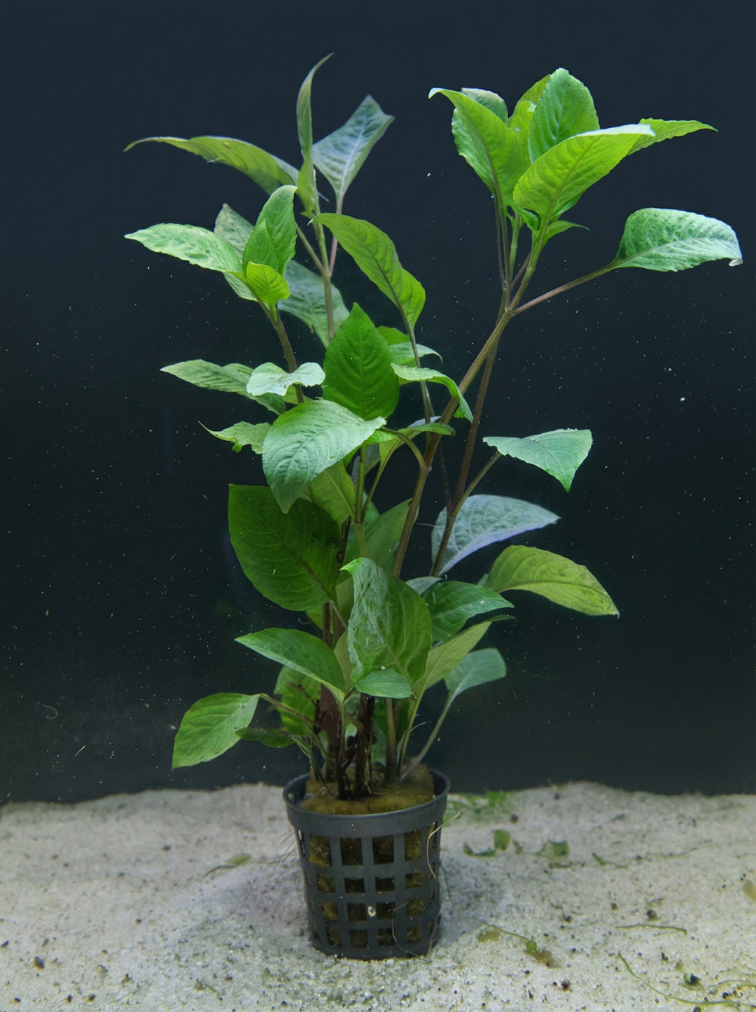 Hygrophila corymbosa, Großes Kirschblatt – im Töpfchen von Finn &amp; Reef