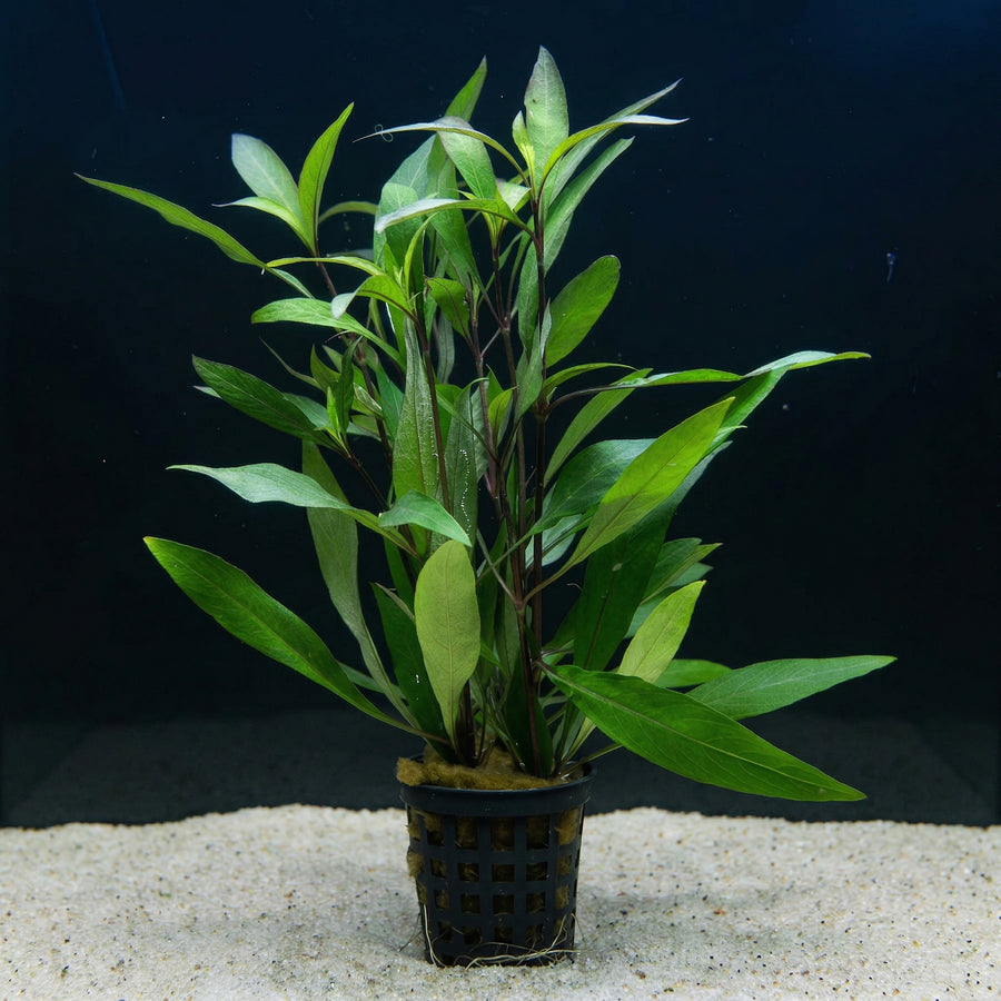 Hygrophila corymbosa 'Thailand', Thailändisches Großes Kirschblatt – im Töpfchen von Finn & Reef