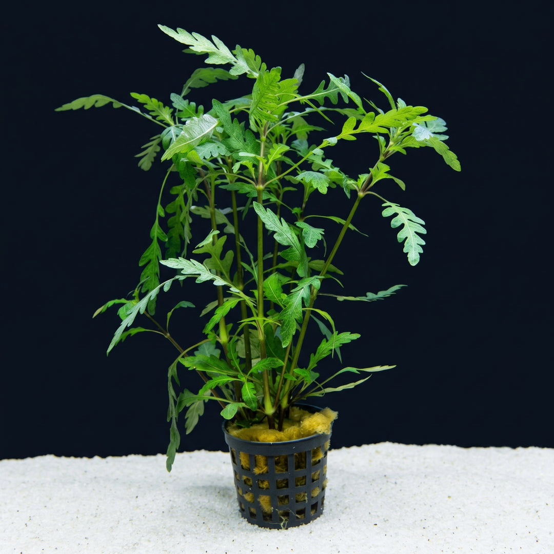Hygrophila pinnatifida, Gefiedertes Indisches Kirschblatt – im Töpfchen von Finn &amp; Reef