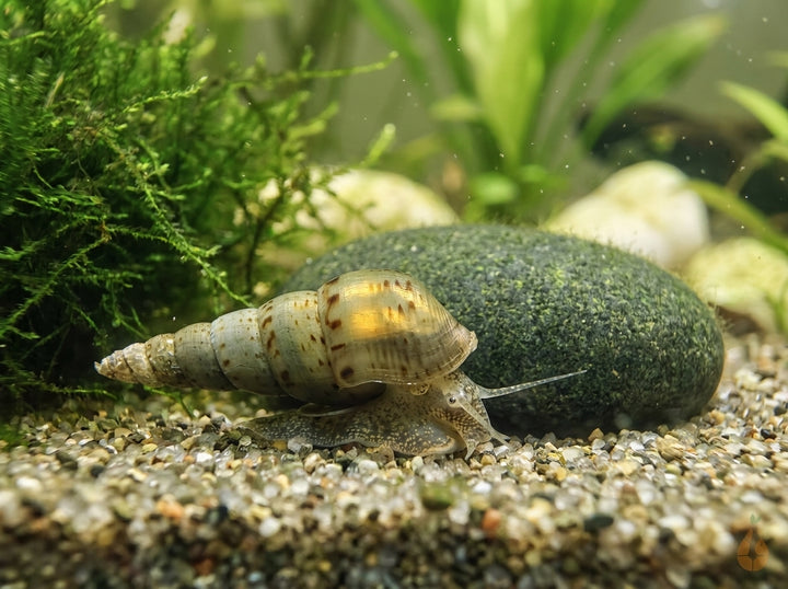 Indische Turmdeckelschnecke / Melanoides tuberculata (DNZ) von Finn &amp; Reef
