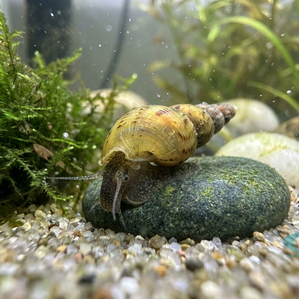 Indische Turmdeckelschnecke / Melanoides tuberculata (DNZ) von Finn &amp; Reef