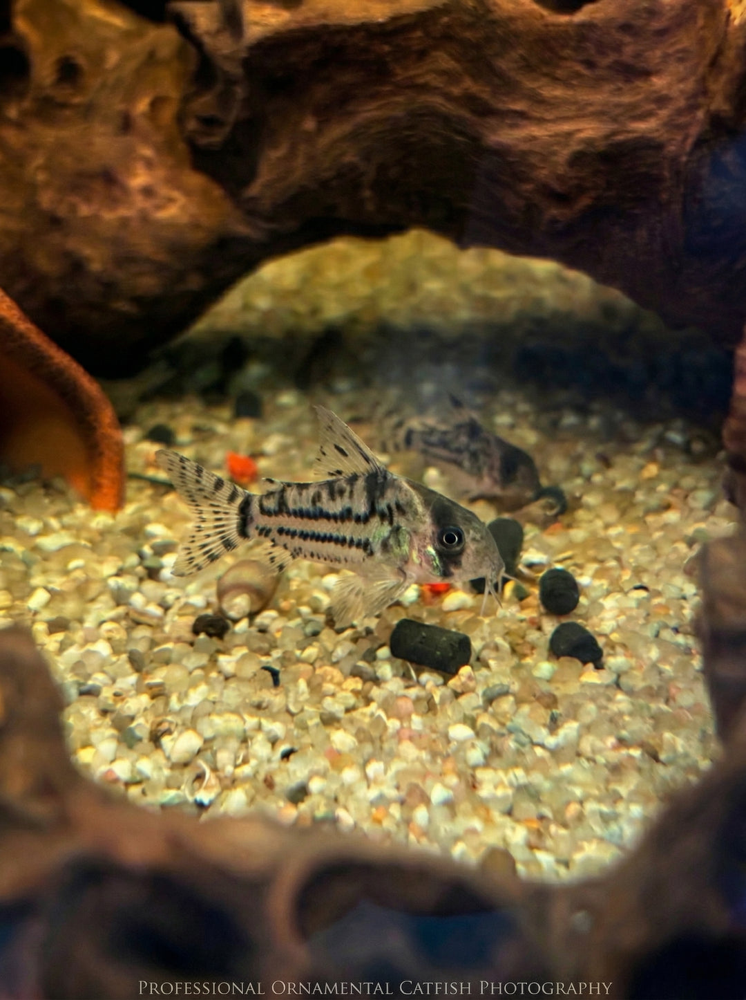Juli-Panzerwels (Hoplisoma julii) von Finn &amp; Reef