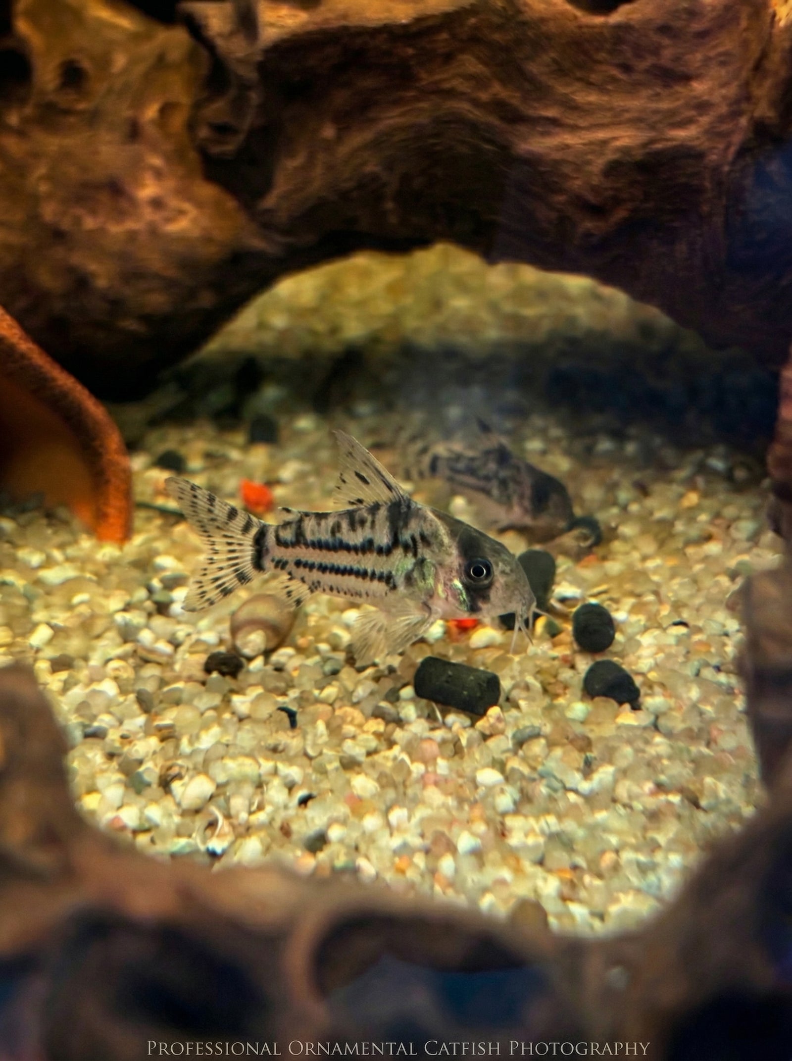 Juli-Panzerwels (Hoplisoma julii) von Finn & Reef