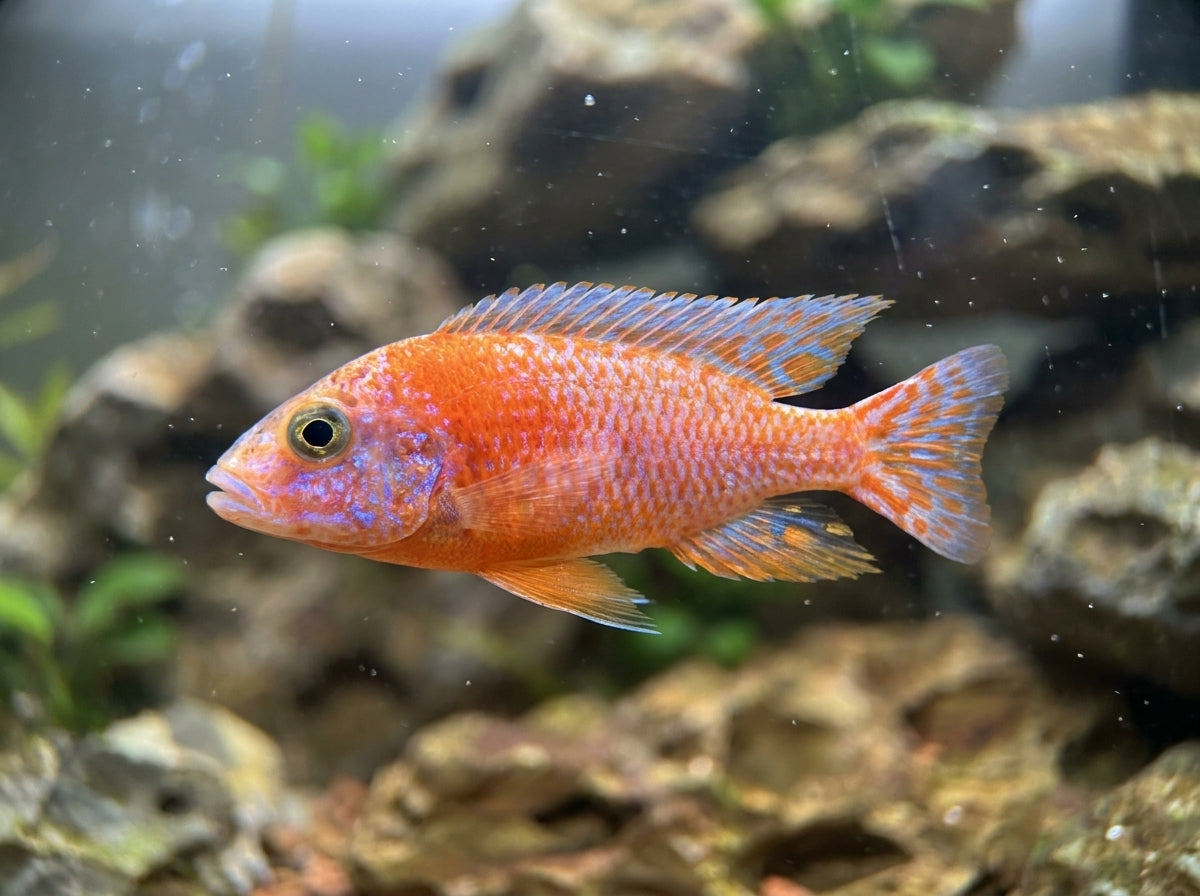 Kaiserbuntbarsch Pink Orchid (Aulonocara sp. "Fire Fish Black Eye") von Finn & Reef