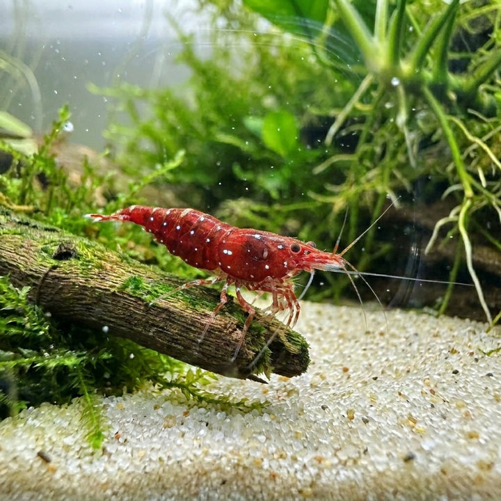 Kardinalsgarnele (Caridina dennerli) von Finn &amp; Reef