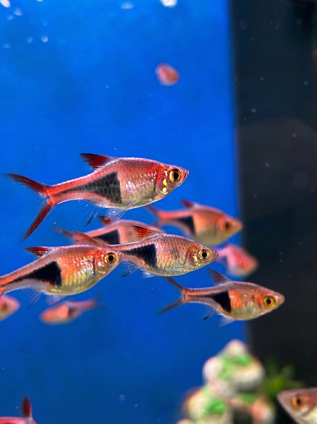 Keilfleckbärbling (Trigonostigma heteromorpha) von Finn &amp; Reef