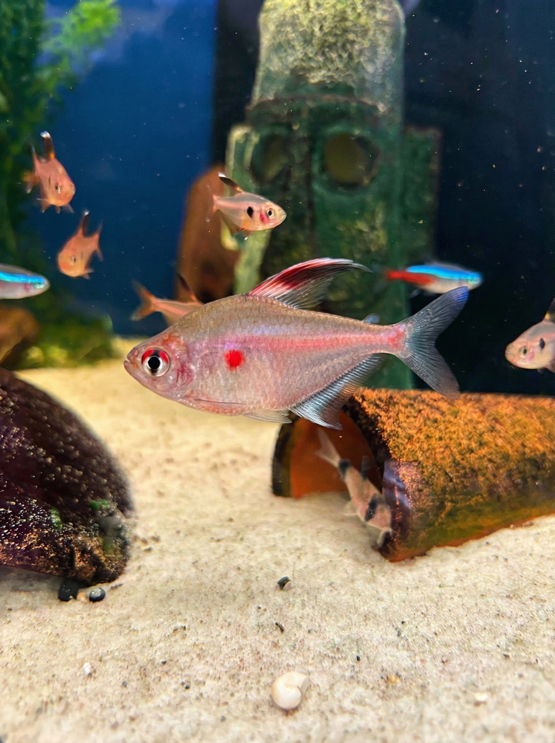 Kirschflecksalmler (Hyphessobrycon erythrostigma) von Finn &amp; Reef