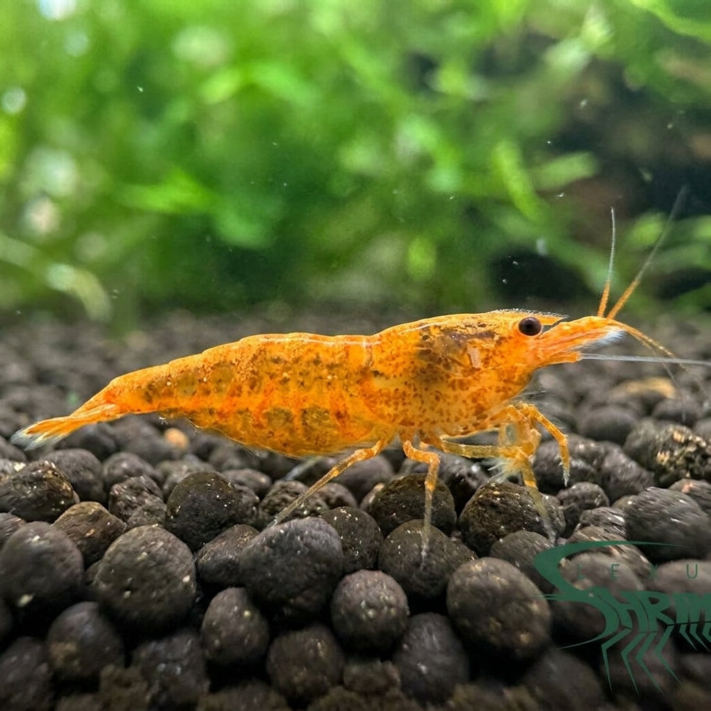 Koi Sunburst Garnele - Neocaridina davidi (DNZ) von Finn & Reef