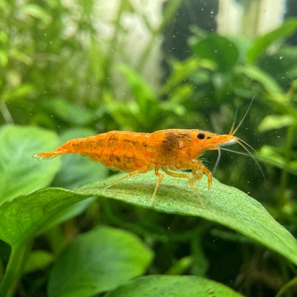 Koi Sunburst Garnele - Neocaridina davidi (DNZ) von Finn &amp; Reef
