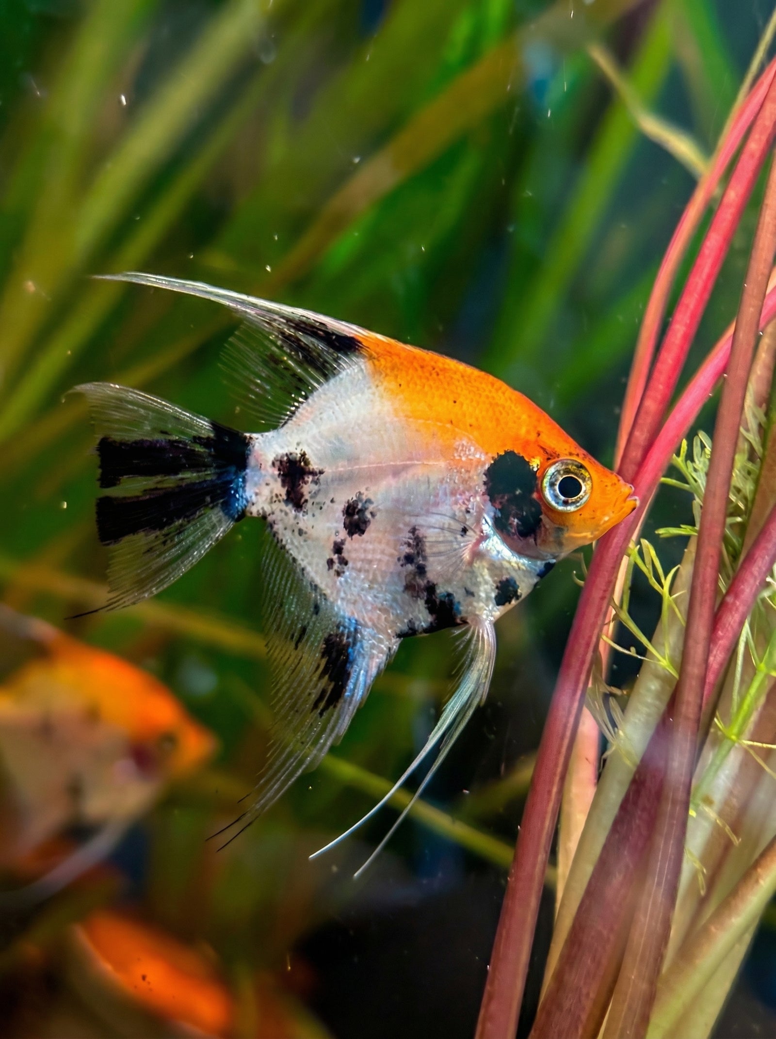Koi-Skalar Goldkopf (Pterophyllum scalare) von Finn & Reef
