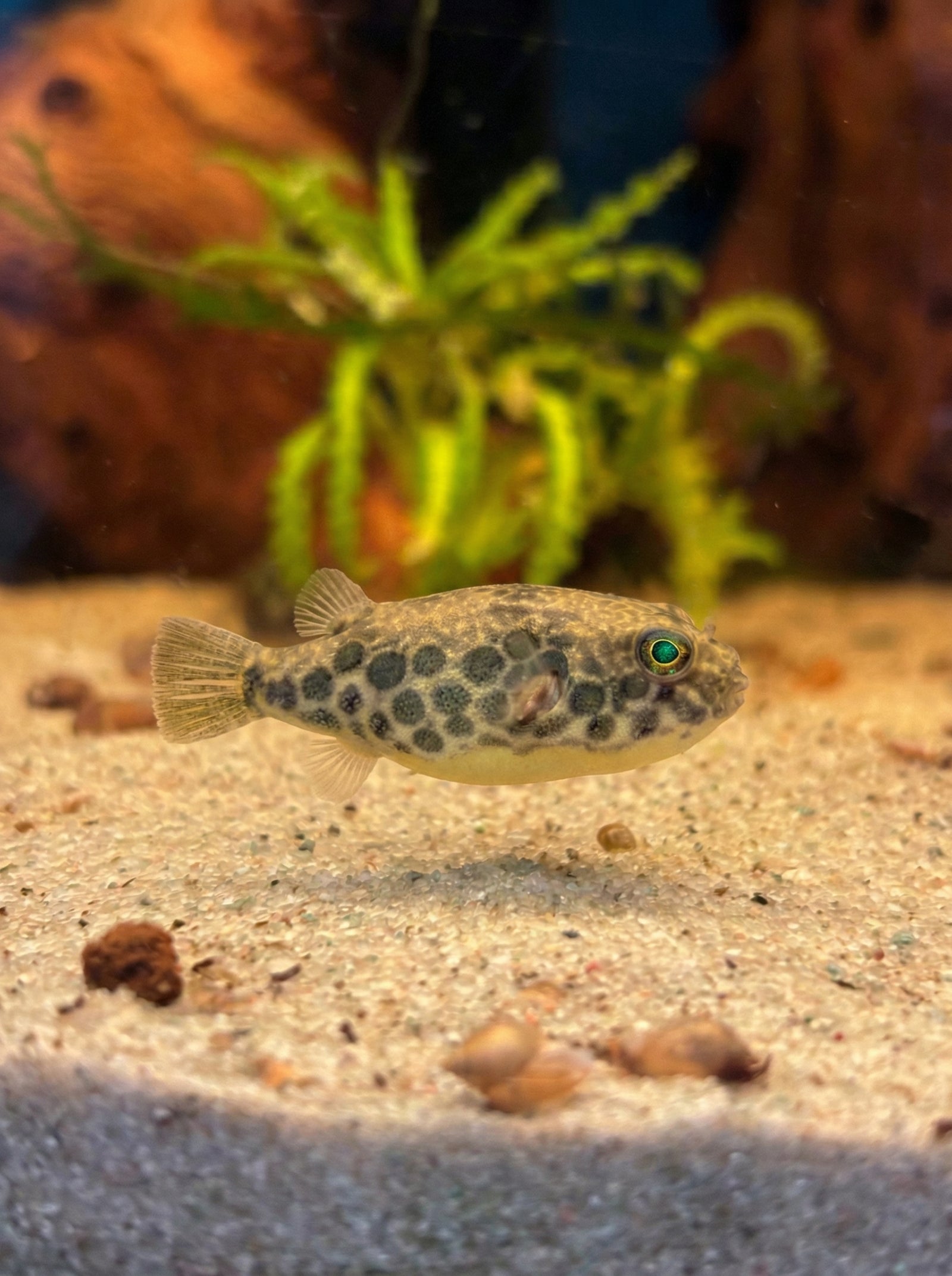 Leopardkugelfisch (Tetraodon schoutedeni) von Finn & Reef