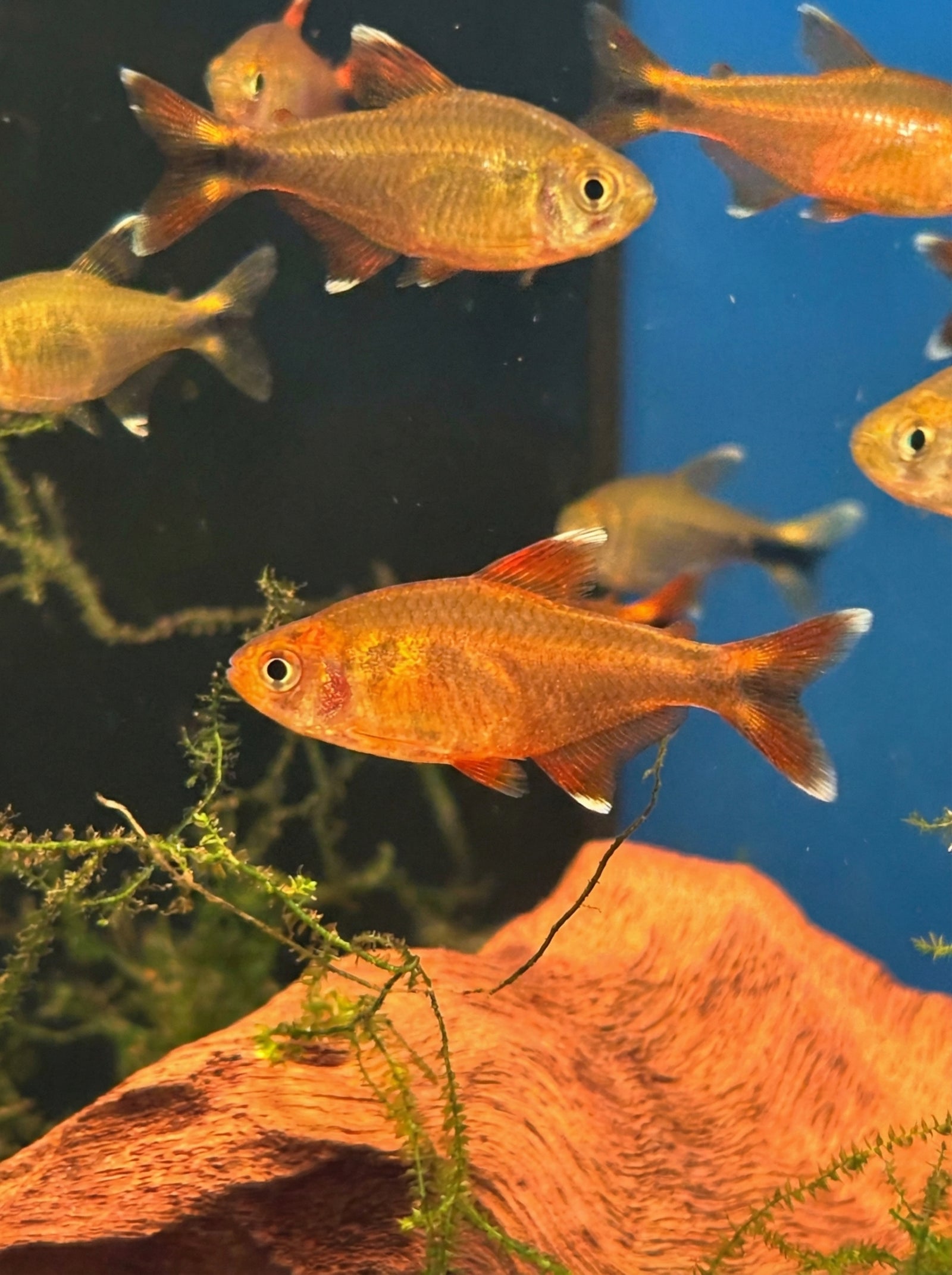Kupfersalmler (Hasemania nana) von Finn & Reef