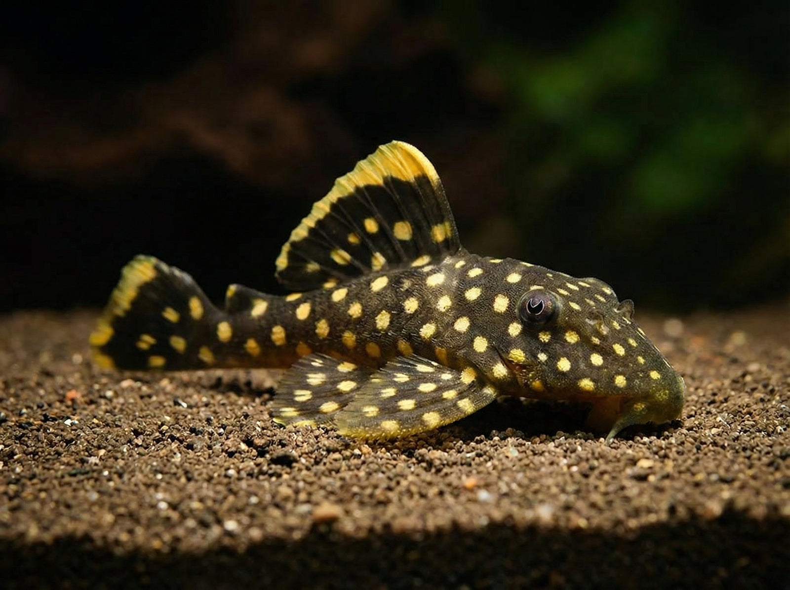 L018 – Golden Nugget (Baryancistrus xanthellus „L018“) von Finn & Reef