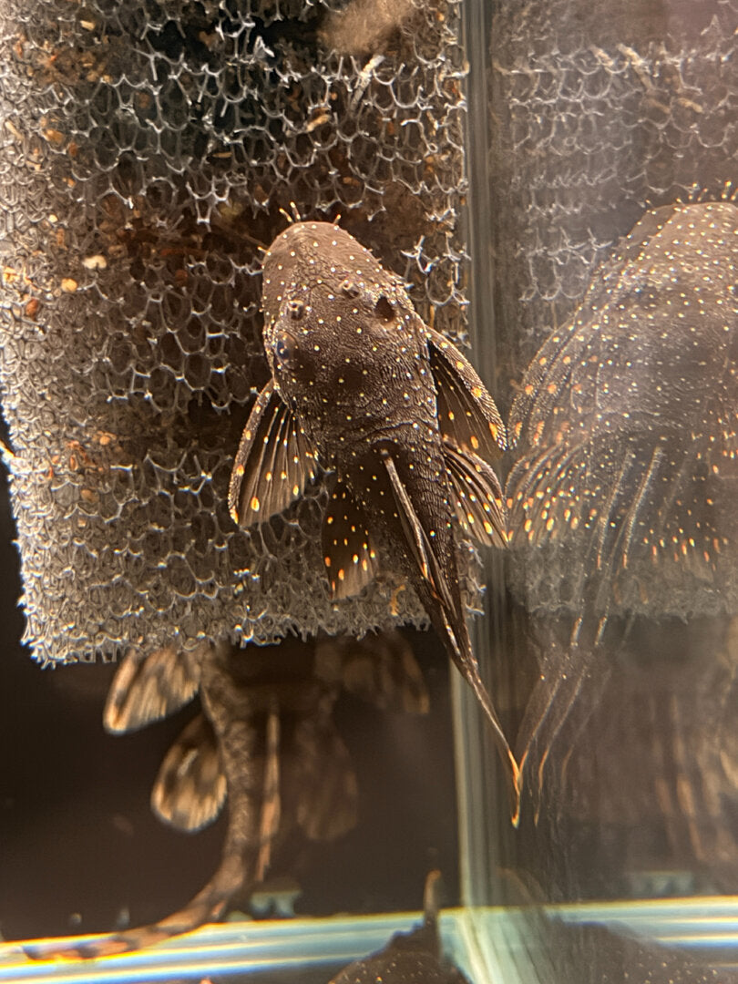Weißsaum-Rotpunkt-Antennenwels L059 (Ancistrus sp.) von Finn &amp; Reef