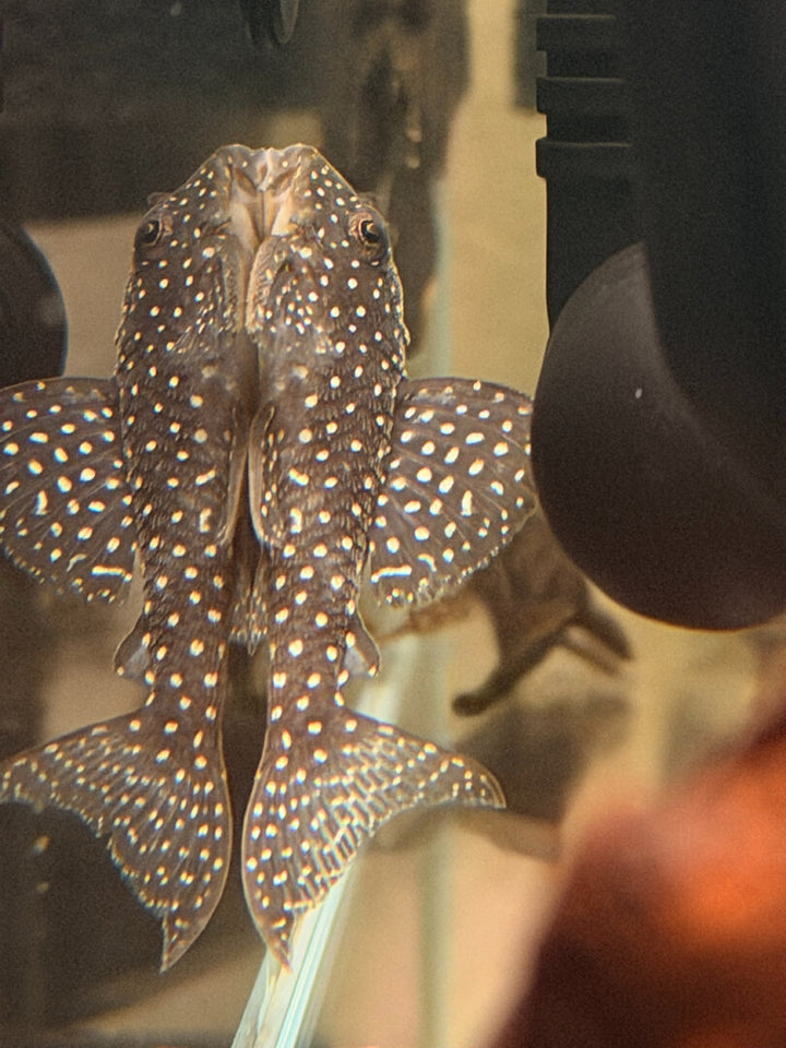 L136 – Schwarzer Ancistrus / Peppermint L-Wels (Hypostomus / Ancistrinae sp.) von Finn &amp; Reef