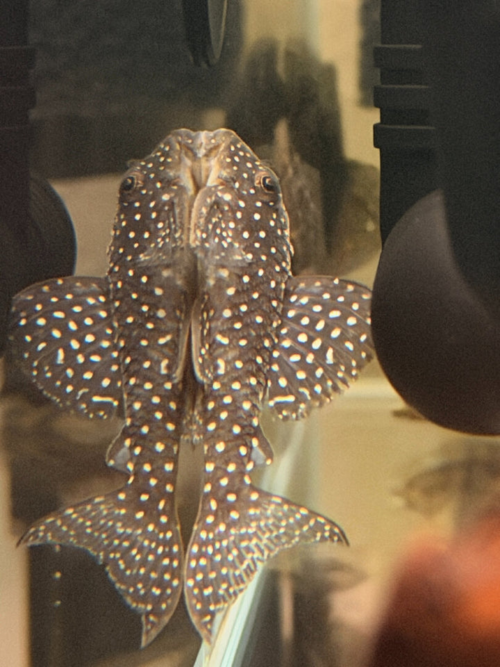 L136 – Schwarzer Ancistrus / Peppermint L-Wels (Hypostomus / Ancistrinae sp.) von Finn &amp; Reef