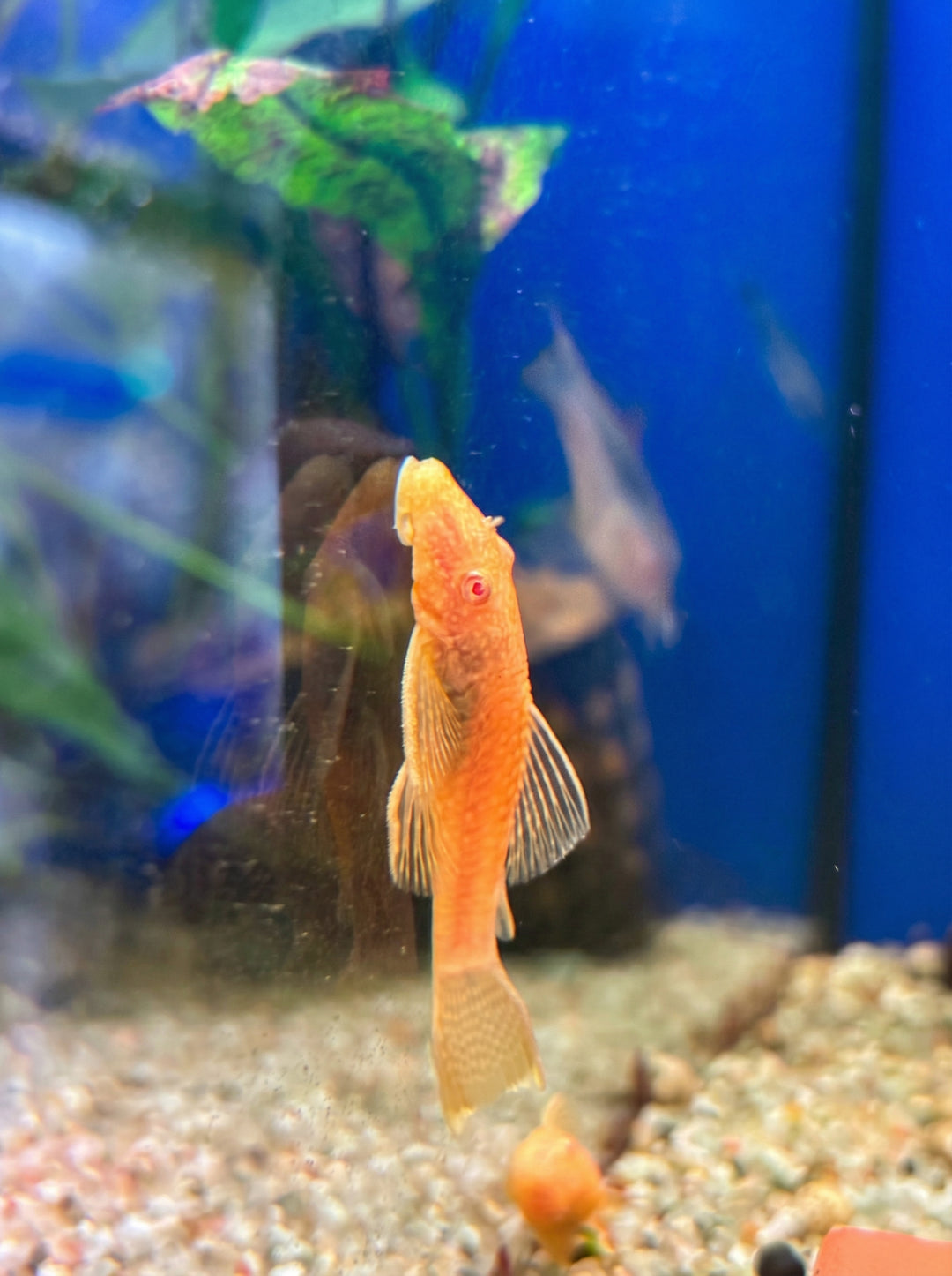 L144 Goldener Antennenwels (Ancistrus sp. "L144") von Finn &amp; Reef