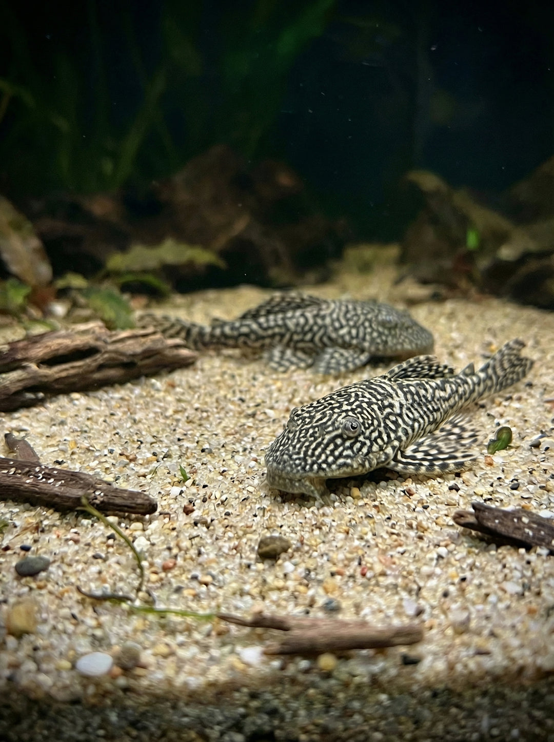 Mick-Jagger-Pleco L238 (Hypancistrus sp. "L238") von Finn &amp; Reef