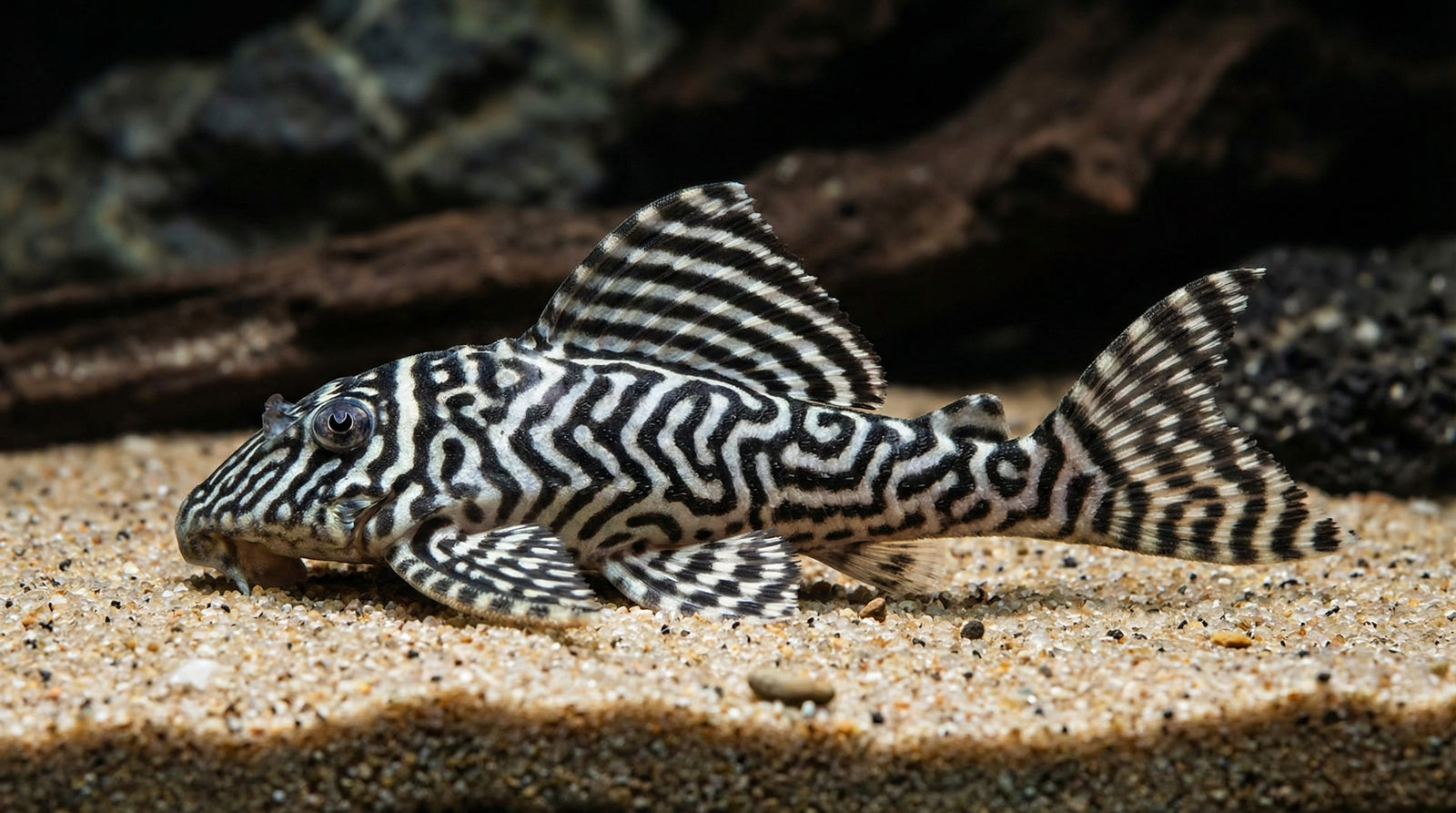 L333 – New King Tiger Pleco (Hypancistrus seideli „L333“) von Finn & Reef