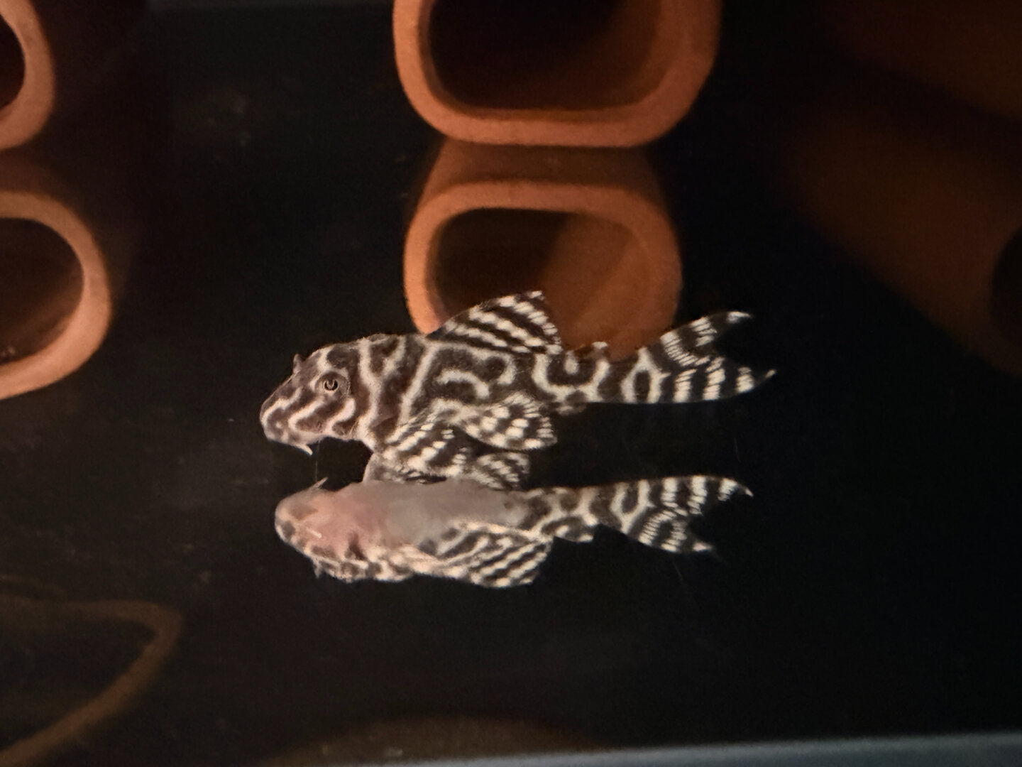 L66 / L066– King Tiger (Hypancistrus cf. debilittera) von Finn & Reef