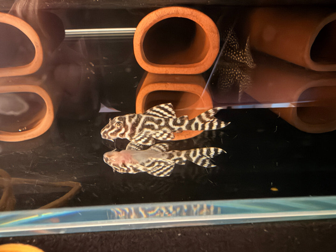 L66 / L066– King Tiger (Hypancistrus cf. debilittera) von Finn &amp; Reef