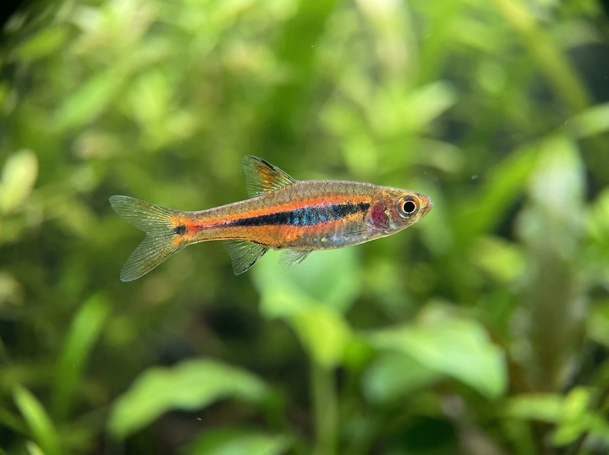 Längsband-Zwergbärbling (Boraras urophthalmoides) von Finn & Reef