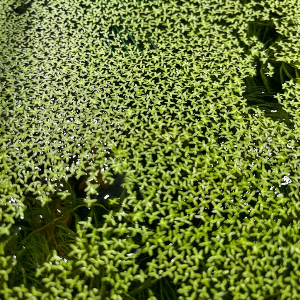 Lemna kleine Wasserlinse - Portion (ca. 1000 Stück) von Finn &amp; Reef