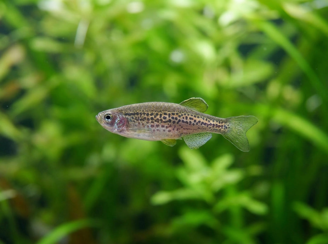 Leopardbärbling (Danio rerio var. frankei) von Finn &amp; Reef