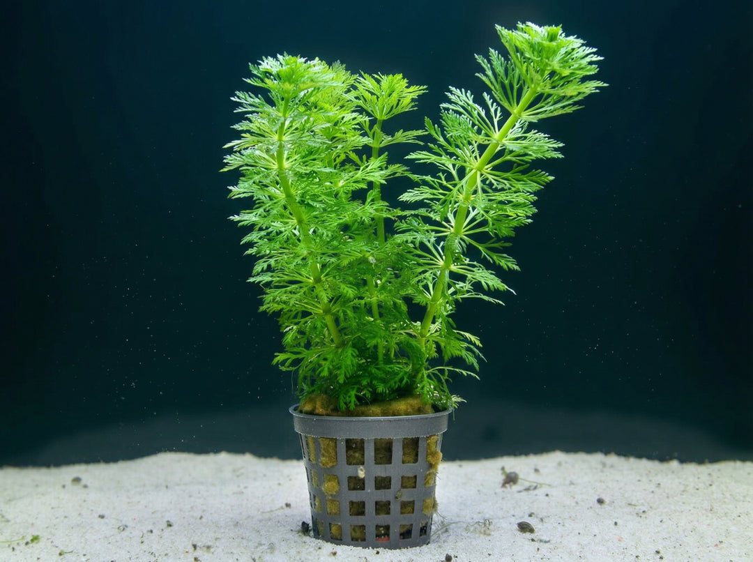 Limnophila heterophylla, Sternkraut – im Töpfchen von Finn &amp; Reef