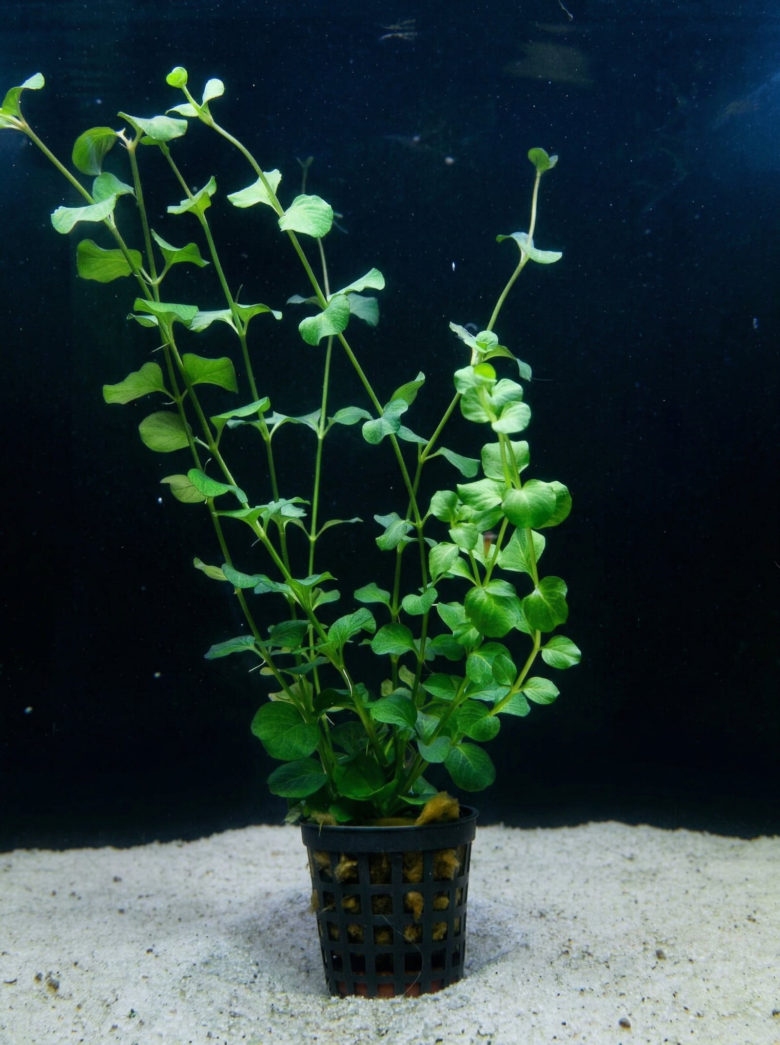 Lysimachia nummularia, Pfennigkraut – im Töpfchen von Finn & Reef