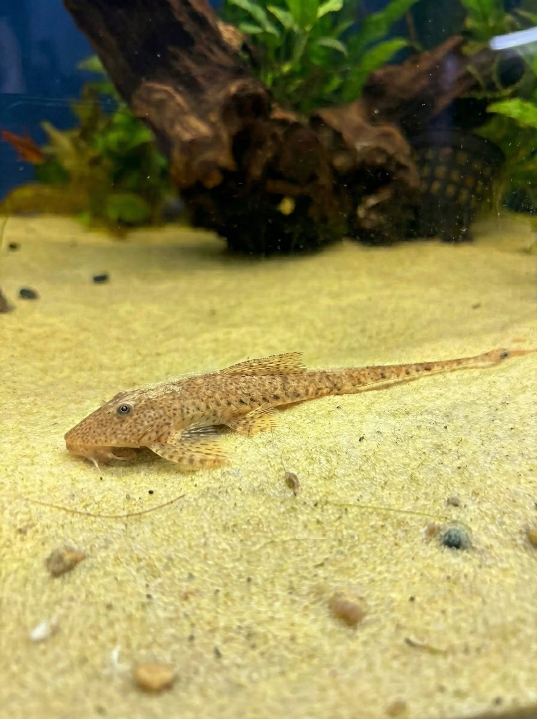 Marmorierter Flunderharnischwels (Pseudohemiodon aff. apithanos) von Finn &amp; Reef