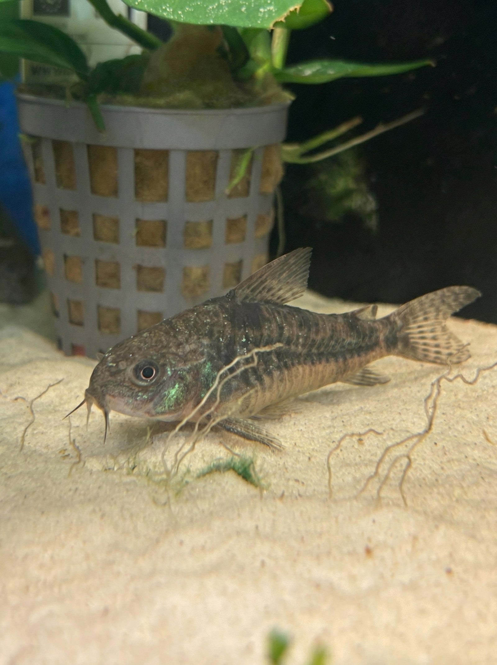Marmorierter Panzerwels (Hoplisoma paleatum) von Finn & Reef