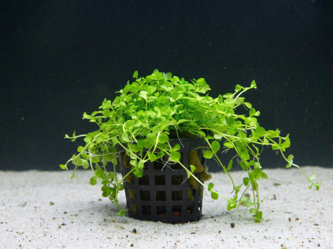 Micranthemum monte carlo, Monte Carlo-Perlenkraut – im Töpfchen von Finn &amp; Reef