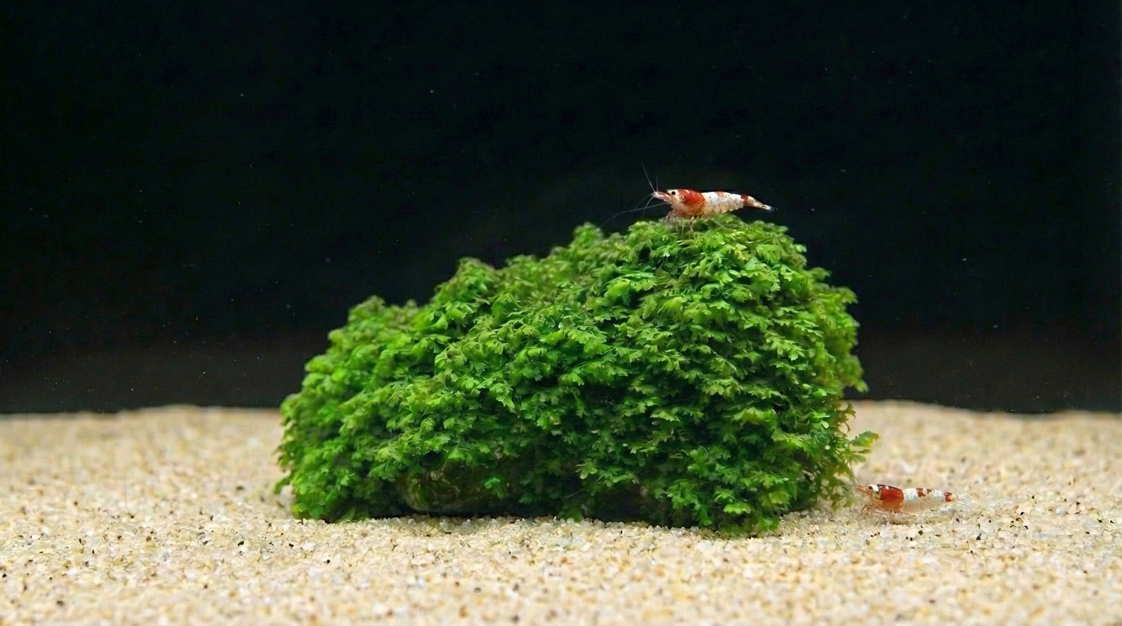 Micro Korallenmoos (RARITÄT) seltenes Moos - auf Mineral Sheet von Finn & Reef