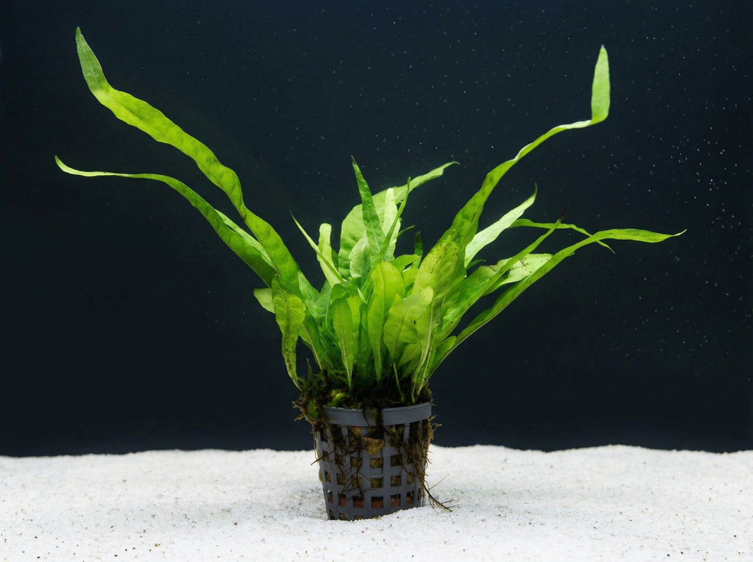 Microsorum pteropus, Javafarn – im Töpfchen von Finn &amp; Reef
