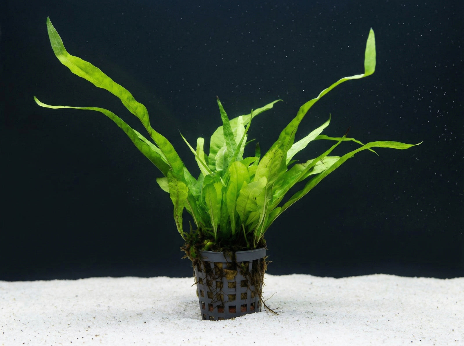 Microsorum pteropus, Javafarn – im Töpfchen von Finn & Reef