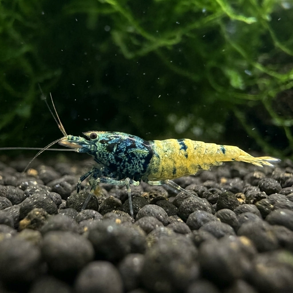 Midnight Blue Garnele - Caridina sp. (DNZ) von Finn & Reef