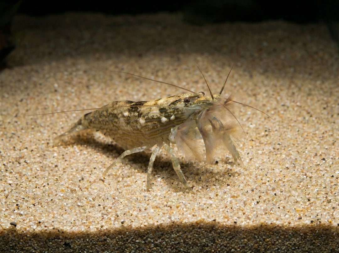 Molukkenfächergarnele / Bergwasser-Fächergarnele (Atyopsis moluccensis) von Finn &amp; Reef
