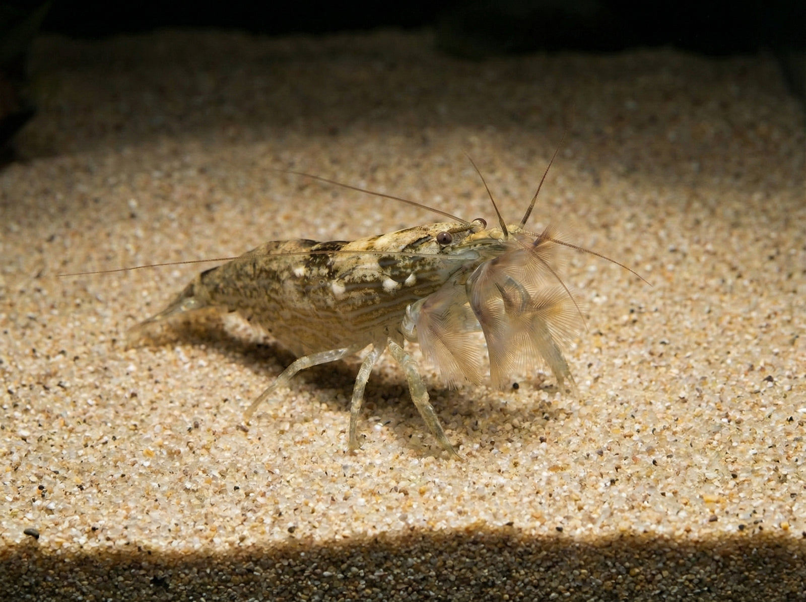 Molukkenfächergarnele / Bergwasser-Fächergarnele (Atyopsis moluccensis) von Finn & Reef