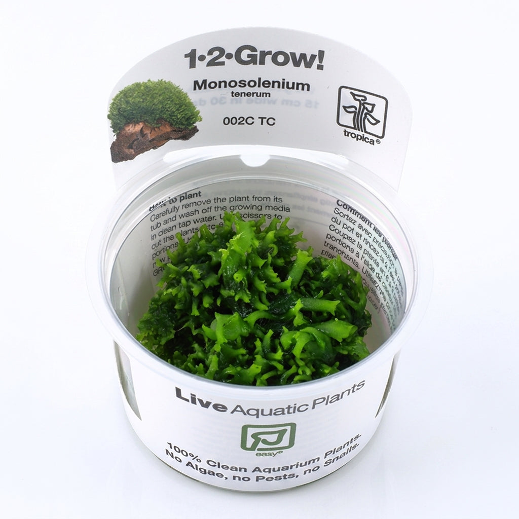 Monosolenium tenerum, zartes Lebermoos - 1-2-Grow! / in Vitro von Finn &amp; Reef